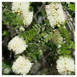 メラレウカ：センテッドペーパーバーク3号ポット