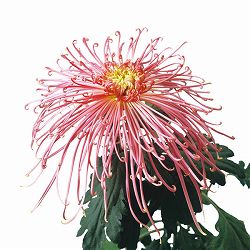 [26年4月上旬予約]大菊管物（くだもの）：天女花絵（桃系）2.5号ポット