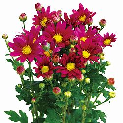 [26年4月下旬予約]手間なし菊苗：2度咲き小菊：赤系（花火など）4号ポット