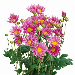 [26年4月下旬予約]手間なし菊苗：2度咲き小菊：桃系（踊子など）4号ポット