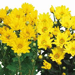 [26年4月下旬予約]手間なし菊苗：2度咲き小菊：黄系（こだま、美里など）4号ポット