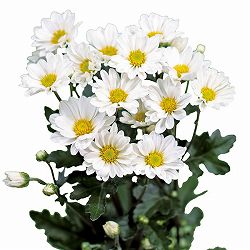 [26年4月下旬予約]手間なし菊苗：2度咲き小菊：白系（銀スター、清流など）4号ポット