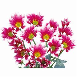 [26年4月下旬予約]手間なし菊苗：2度咲き変わり菊・アンディ4号ポット