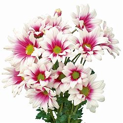 [26年4月下旬予約]手間なし菊苗：2度咲き変わり菊・ルース4号ポット