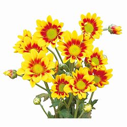 [26年4月下旬予約]手間なし菊苗：2度咲き変わり菊・フリッツ4号ポット