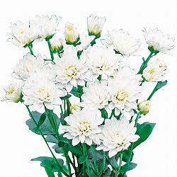 [26年4月下旬予約]手間なし菊苗：2度咲き変わり菊・扇の曲4号ポット