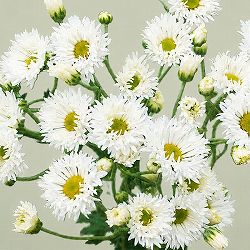 手間なし菊苗：8月咲き変わり菊：ジャンゴ4号ポット