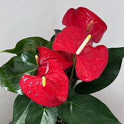 アンスリウム：ケリダ　6号イージーケアポット植え