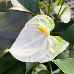 アンスリウム：ココス　6号イージーケアポット植え