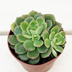 エケベリア：紅化粧　2.5号ポット
