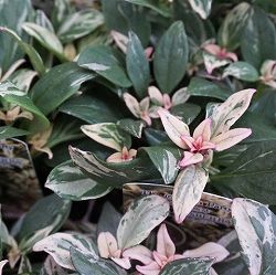 [送料無料]キンギョソウ（カラーリーフ金魚草）：シュガーラズベリー3号ポット 12株セット