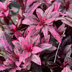 [送料無料]キンギョソウ（カラーリーフ金魚草）：ブランルージュ3号ポット 12株セット