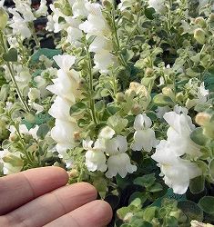 [送料無料]キンギョソウ（リナリア）：アールグレー2.5号ポット 12株セット