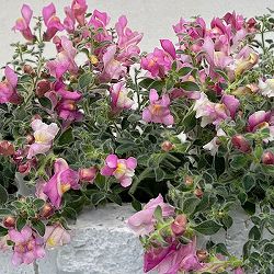 [送料無料]キンギョソウ（リナリア）：シルバードラゴン2.5号ロングポット（切り戻し株） 12株セット