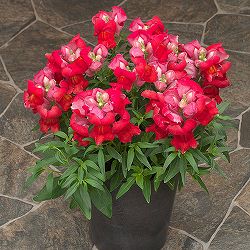 [送料無料]キンギョソウ（わい性・金魚草）：ポップアップ・スカーレット3号ポット 12株セット