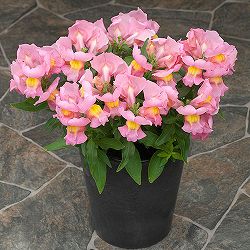 [送料無料]キンギョソウ（わい性・金魚草）：ポップアップ・ピンク3号ポット 12株セット