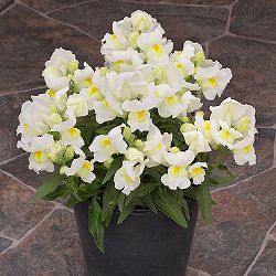 [送料無料]キンギョソウ（わい性・金魚草）：ポップアップ・ホワイト3号ポット 12株セット