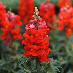 [送料無料]キンギョソウ（金魚草）：ソネット　オレンジスカーレット3.5号ポット 12株セット