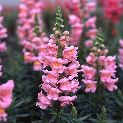 [送料無料]キンギョソウ（金魚草）：ソネット　ピンク3.5号ポット 12株セット