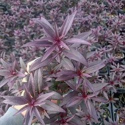 [送料無料]キンギョソウ（金魚草）：ブロンズドラゴン3号ポット 12株セット