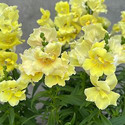 [送料無料]キンギョソウ（八重咲）：トゥイニーイエローシェード3-3.5号ポット 12株セット