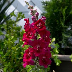 [送料無料]キンギョソウ（八重咲）：トゥイニーバイオレット3-3.5号ポット 12株セット