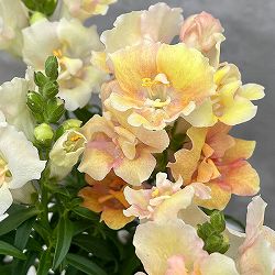 [送料無料]キンギョソウ（八重咲）：トゥイニーピーチ3-3.5号ポット 12株セット