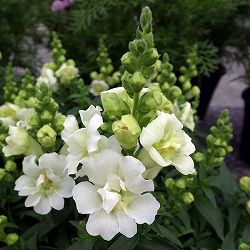 [送料無料]キンギョソウ（八重咲）：トゥイニーホワイト3-3.5号ポット 12株セット