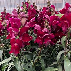 [送料無料]金魚草（キンギョソウ）：ブラックプリンス3.5号ポット 12株セット