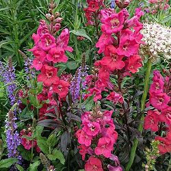 [送料無料]金魚草（キンギョソウ）：ミニチェリーコーラ3-3.5号ポット 12株セット