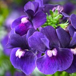 [送料無料]ネメシア：エッセンシャル　ブラックベリー3-3.5号ポット 12株セット