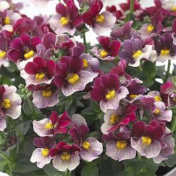 [送料無料]ネメシア：コットンカシス3-3.5号ポット 12株セット