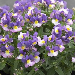 [送料無料]ネメシア：コットングレープ3-3.5号ポット 12株セット