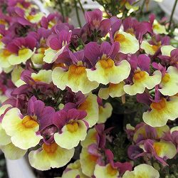 [送料無料]ネメシア：スイート チョコバナナ3-3.5号ポット 12株セット