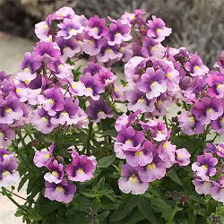 [送料無料]ネメシア：ニモ　ラズベリーバイカラー3-3.5号ポット 12株セット