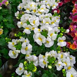 [送料無料]ネメシア：ネシア　スノーエンジェル3.5号ポット 12株セット