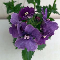 [送料無料]ネメシア：ネシア　デニム3.5号ポット 12株セット