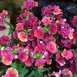 [送料無料]ネメシア：ネシア　トロピカル3.5号ポット 12株セット