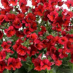 [送料無料]ネメシア：ネシア　バーガンディ3.5号ポット 12株セット