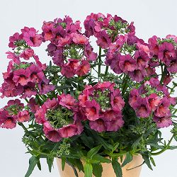 [送料無料]ネメシア：ネシア　マジェンタ3.5号ポット 12株セット