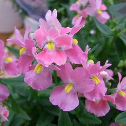 [送料無料]ネメシア：メーテル　萌々子（モモコ）3.5号ポット 12株セット