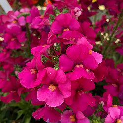 [送料無料]ネメシア：モフモフ  ダークピンク3.5号ポット 12株セット