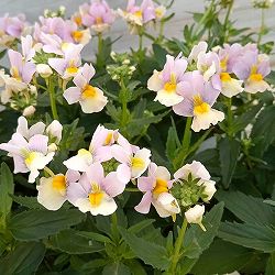 [送料無料]ネメシア：レモンパイ3.5号ポット* 12株セット