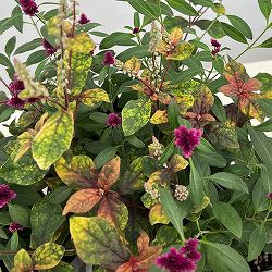 [送料無料]（わけあり特価）アルテルナンセラ千紅花火とマーブルクイーンの寄せ植え3号ポット 12株セット