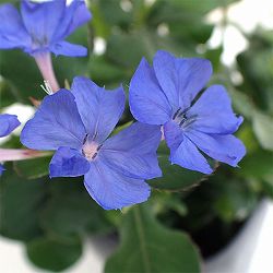 [送料無料][棚卸セール]ルリマツリモドキ（セラトシグマ）3号ポット 12株セット