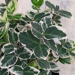 [送料無料]アメリカツルマサキ：エメラルドガイディ（白斑）3号ポット 12株セット