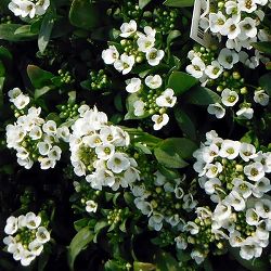 [送料無料]アリッサム：イースターボネット スノークリスタル3-3.5号ポット 12株セット