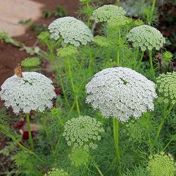 [送料無料]アンミ　ビスナガ3-3.5号ポット 12株セット