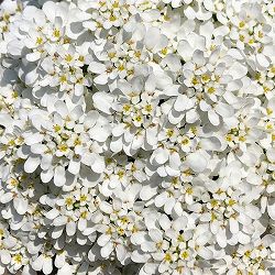 [送料無料]イベリス：エンジェルベール3.5号ポット 12株セット