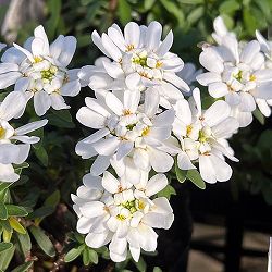 [送料無料]イベリス：ブライダルブーケ3.5号ポット 12株セット